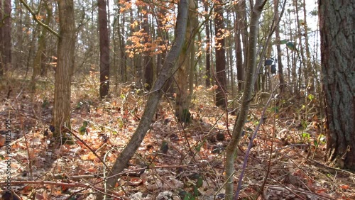 Camera shot through a mixed forest in Germany. Focus on the forestground.