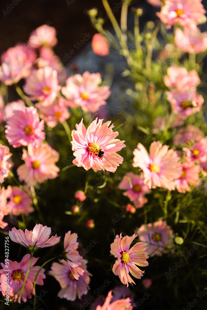 Flowers in garden Flowers in garden