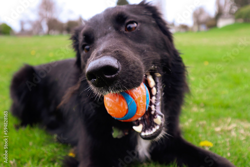 Border Collie Golden Retriever dog mix in park playing fetch