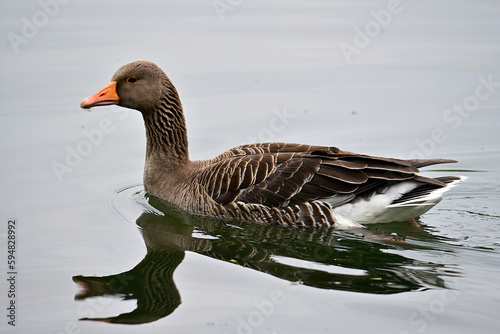 The greylag goose or graylag goose is a species of large goose in the waterfowl family Anatidae and the type species of the genus Anser. It has mottled and barred grey and white plumage and an orange 