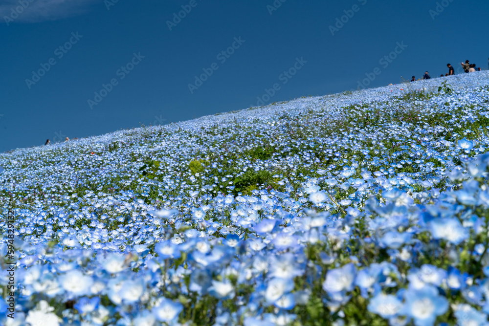 鮮やかなネモフィラの丘