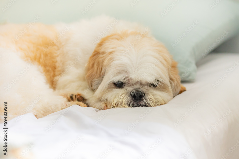 Shih tzu puppy relaxing. Photography in selective focus Shih tzu puppy relaxing. Photography in selective focus