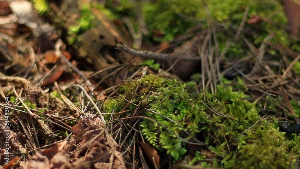 A moving close-up of a forest floor. The sunlight makes shadows dance on a branch overgrown with moss. Leaves, pine needles and pine cones cover the ground. A moving close-up of a forest floor. The sunlight makes shadows dance on a branch overgrown with moss. Leaves, pine needles and pine cones cover the ground.