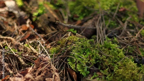 A moving close-up of a forest floor. The sunlight makes shadows dance on a branch overgrown with moss. Leaves, pine needles and pine cones cover the ground.