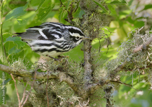 Black-and-white warbler (Mniotilta varia) feeding in a tree during spring migration, Galveston, Texas, USA. photo