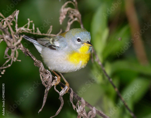 Northern parula (Setophaga americana) female during spring migration, Galveston, Texas, USA. photo