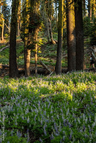 Fototapeta Naklejka Na Ścianę i Meble -  Lupine Bloom Below Moss Covered Pines In Warm Morning Light