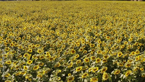 A drone flies over the expanse of a blooming sunflower field until trees appear in the distance. Location: Brandenburg Germany