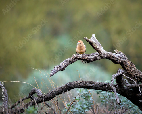 Gila Woodpecker © Cody Taylor Images