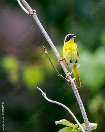 Common Yellowthroat