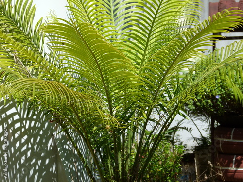 palmeira photo