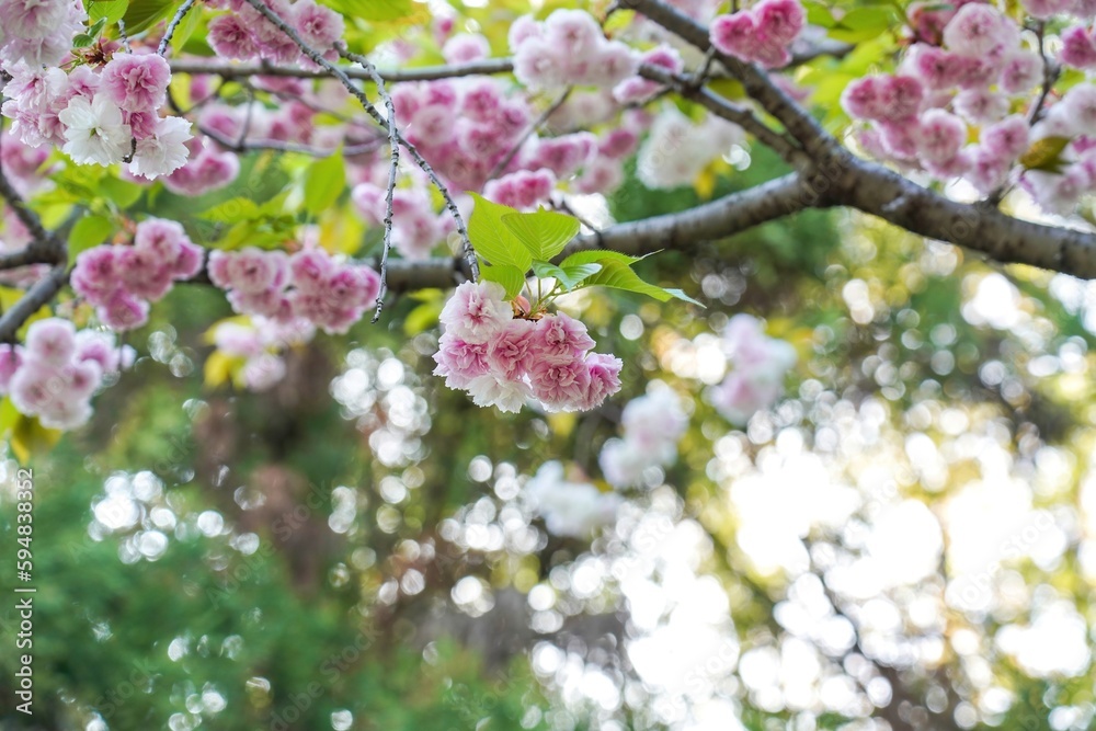 Obraz premium ひっそりと咲く満開の淡いピンクの八重桜