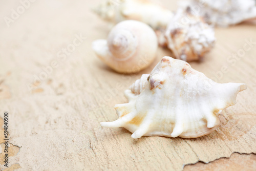 Close up of a small conch shell with shallow depth of field