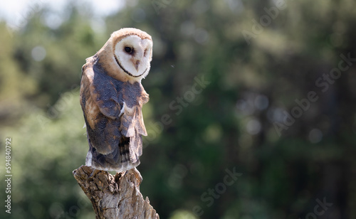 Barn Owl Up Close: The Intricate Beauty of Tyto alba. Wildlife Photography. 
