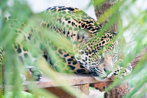 South American jaguar (Panthera onca). Tropical feline