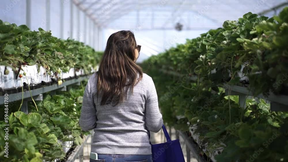Back Of A Woman Walking On Cultivating House Fruit Farm. Slow Motion Back Of A Woman Walking On Cultivating House Fruit Farm. Slow Motion