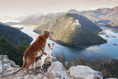 two dogs stands in the mountains on bay and looks at the river. Nova Scotia duck retriever and Jack Russell Terrier in nature, on a journey. Hiking with a pet