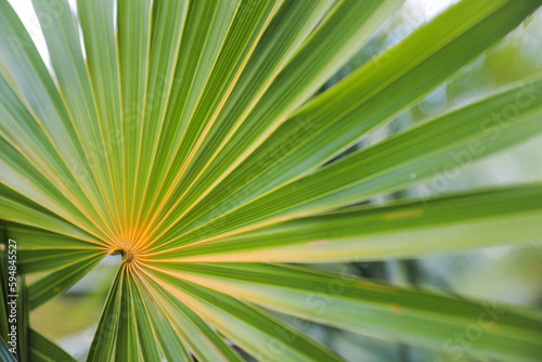 A lush tropical forest teeming with green foliage  vibrant flowers  and exotic plants. A symbol of life  vitality  growth  and harmony with nature. The rich environment provides nourishment 