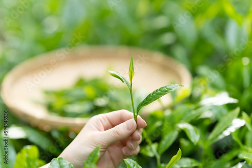 茶葉・新茶・茶畑