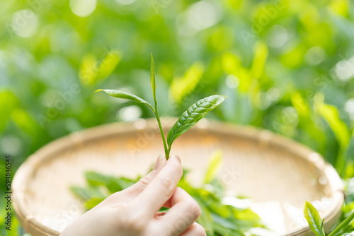 茶葉・新茶・茶畑