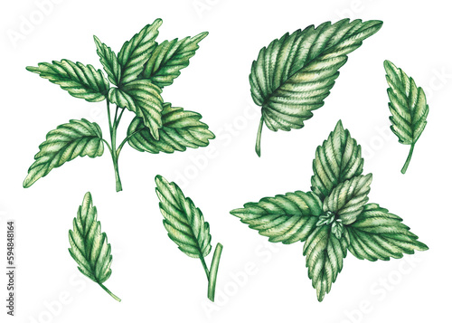 Mint watercolor leaves and hand drawn branches © SashaKondr