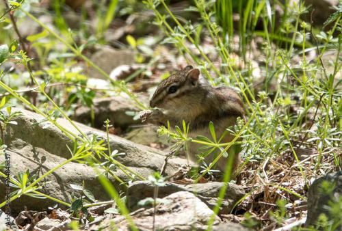 무등산 숲 속에서 만난 귀여운 모습의 다람쥐 photo
