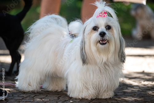 A lhasa apso standing on a city square path.