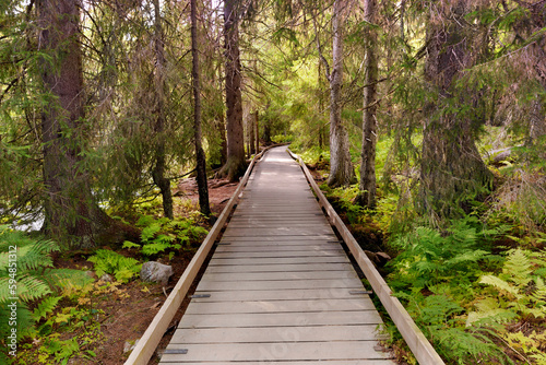 wooden footpath crossing a forest in a sweden national park.