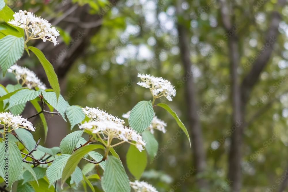春の野原にゴマギ