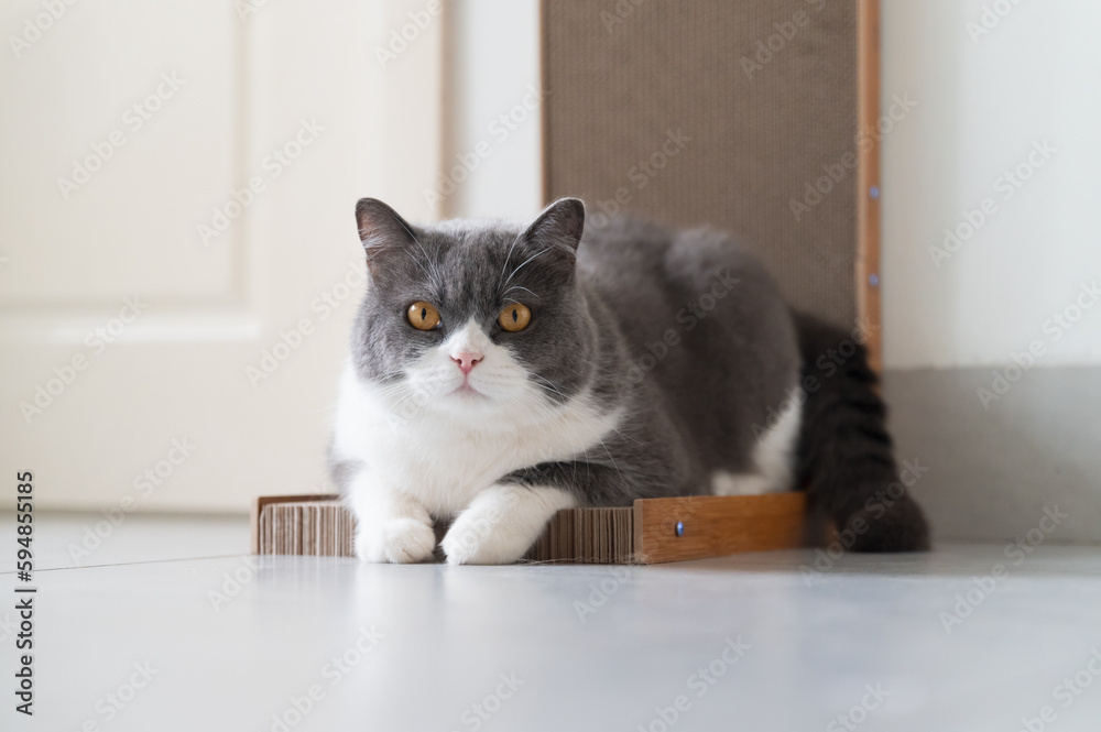British shorthair cat lying on scratching post