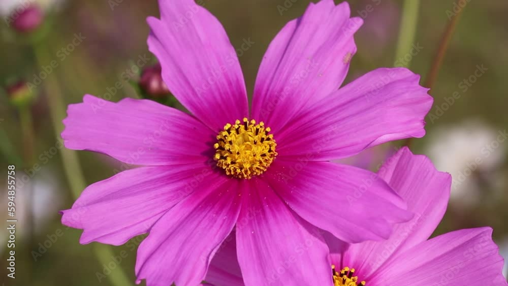 Close up pink flowers cosmos sulphureus bipinnatul blooming in garden field background Close up pink flowers cosmos sulphureus bipinnatul blooming in garden field background