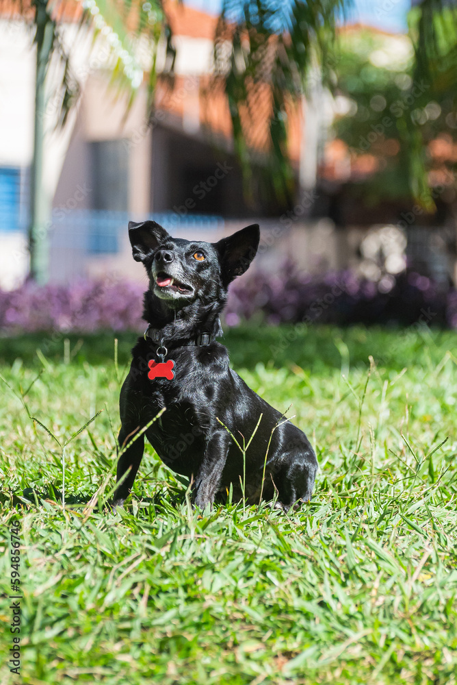 a famale black mongrel dog waiting for her toy in a square in the city center a famale black mongrel dog waiting for her toy in a square in the city center