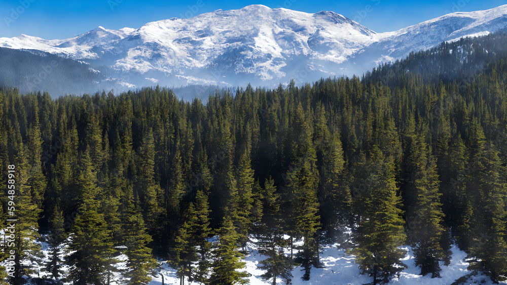 Winter canadian pine forest with snow and snowed mountains