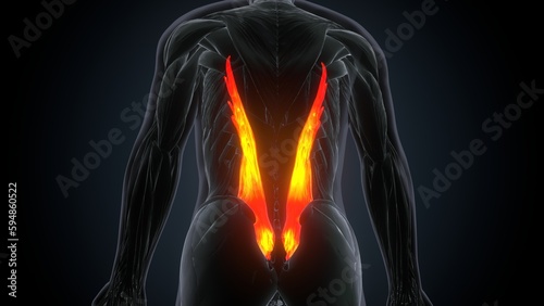 Rectus Femoris Muscle anatomy for medical concept 3D illustration 