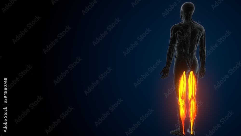 3D illustration of gastronomic Part of Legs Muscle Anatomy
