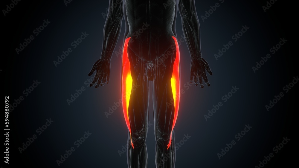 Rectus Femoris Muscle anatomy for medical concept 3D illustration
Rectus Femoris Muscle anatomy for medical concept 3D illustration