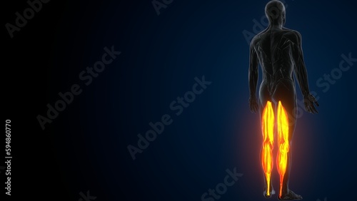3D illustration of gastronomic Part of Legs Muscle Anatomy  © PIC4U
