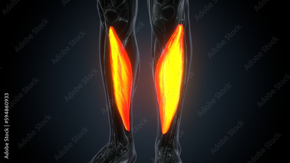 3D illustration of gastronomic Part of Legs Muscle Anatomy
3D illustration of gastronomic Part of Legs Muscle Anatomy
