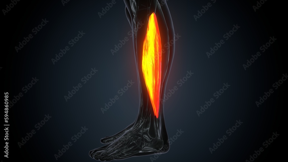 3D illustration of gastronomic Part of Legs Muscle Anatomy
3D illustration of gastronomic Part of Legs Muscle Anatomy