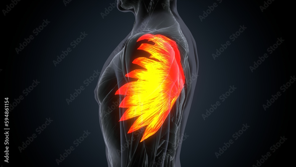 3d rendered muscle illustration of the serratus anterior
3d rendered muscle illustration of the serratus anterior