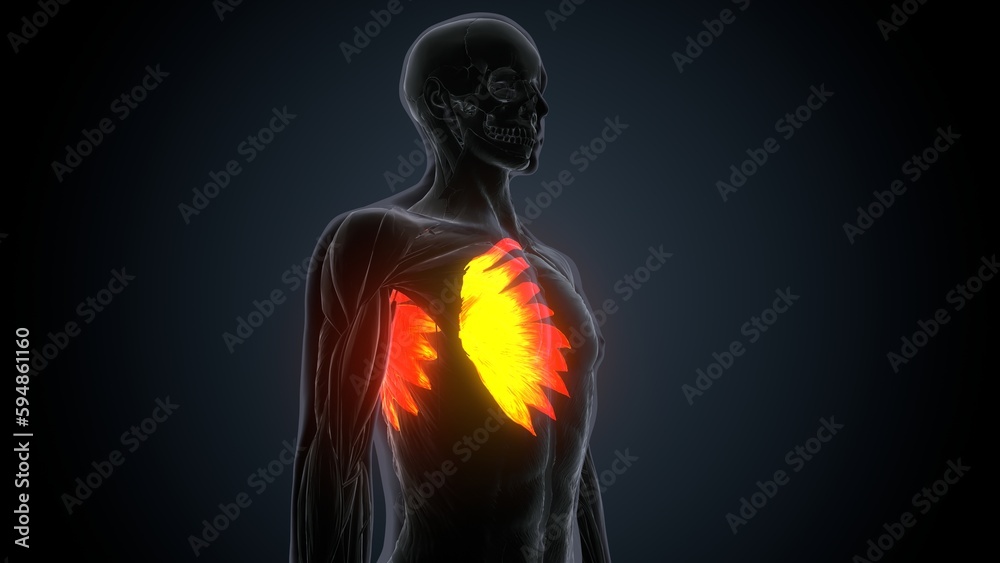 3d rendered muscle illustration of the serratus anterior
3d rendered muscle illustration of the serratus anterior