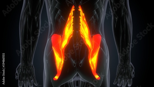 3d illustration of a womans Psoas Major muscles anatomy  © PIC4U