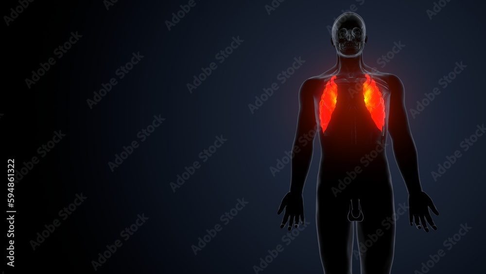 human body serratus anterior muscles anatomy system.3d render human body serratus anterior muscles anatomy system.3d render