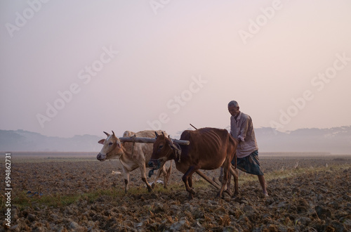 rural peasant ploughing his field in traditional old manual methods with domestic animal in a winter morning, Bangladeshi farmer cultivating his paddy field with cows connected with a wooden yoke