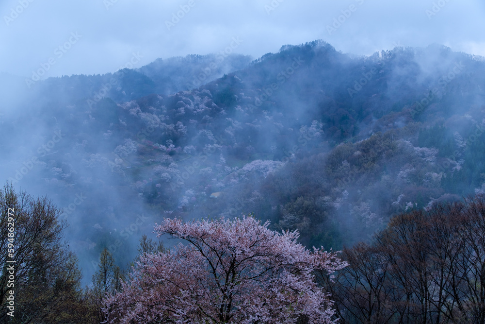 Fototapeta premium 陸郷の朝霧