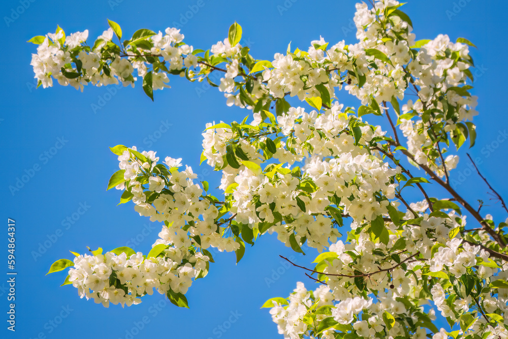 Apple tree branches with white flowers on a background of blue clear sky. Apple tree branches with white flowers on a background of blue clear sky.