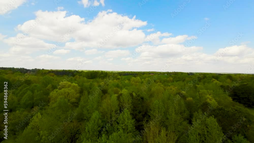 tree tops and sky tree tops and sky
