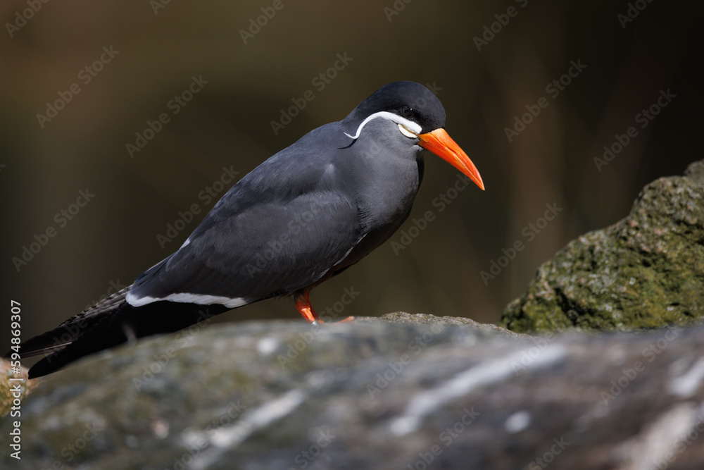 a close up of an Inca Sea Swallow