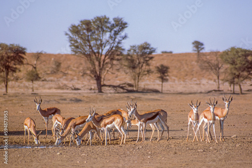 Springbok Drinking in the Kalahari photo