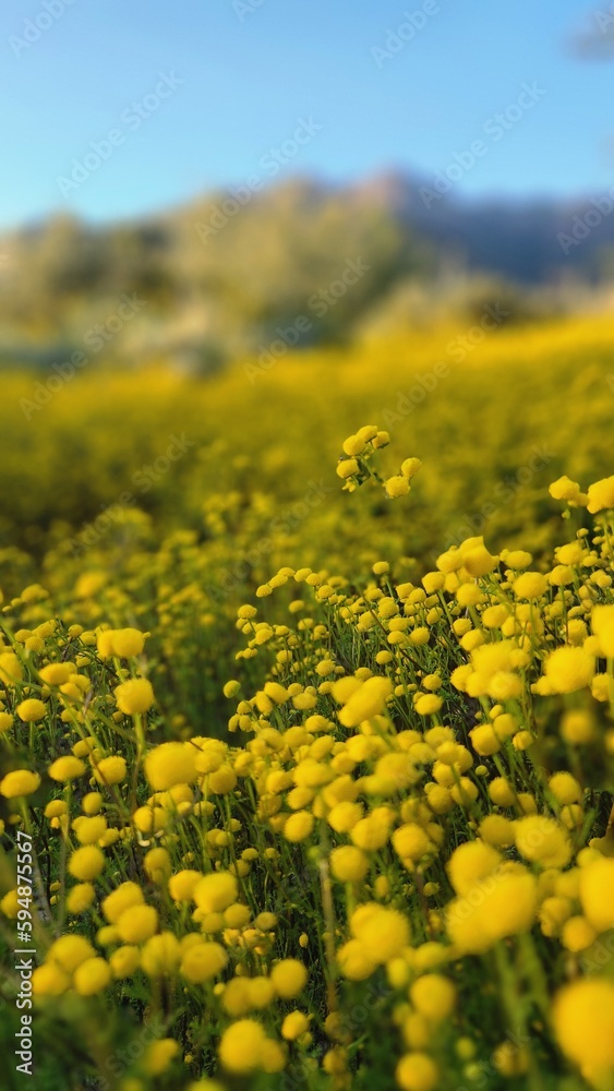 Obraz premium field of yellow flowers